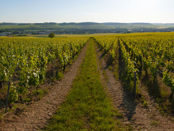 Appellation Chablis