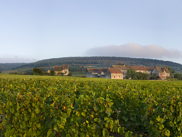 Appellation Chassagne-Montrachet