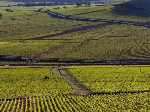 Appellation Corton-Charlemagne