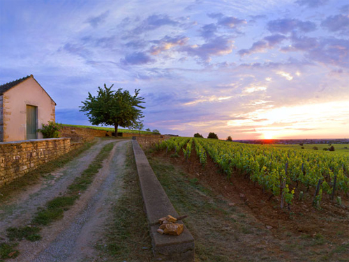 Appellation Côte de Beaune